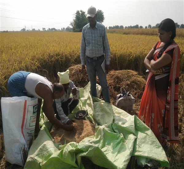 Peddapalli District - Peddapalle Division                                                                                                                                                                                                                  - Crop Cutting Expts.,                                                                                                                                   - Attended PMFBY Paddy supervision at Sulthanpur Village of Eligaid Mandal                                                                                                                                                                                        - dt.30/11/2019          